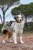 BERGER AUSTRALIEN 116